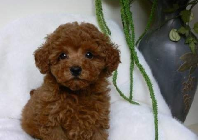 TOY POODLE BİBLO